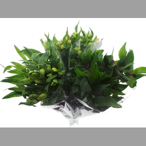 BQ Mono Alstro x10 mix 60cm