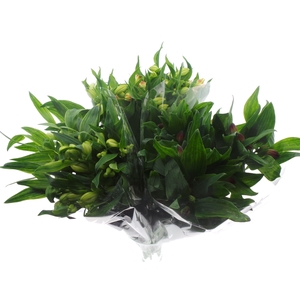 BQ Mono Alstro x10 mix 60cm