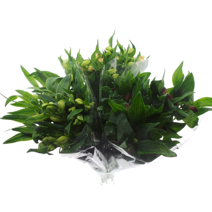 <h4>BQ Mono Alstro x10 mix 60cm</h4>