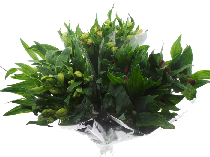 <h4>BQ Mono Alstro x10 mix 60cm</h4>