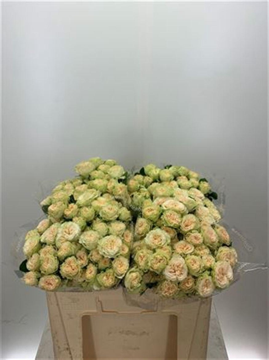 <h4>R Tr Summerrose -in box</h4>