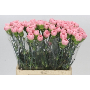 Dianthus St Cerisier