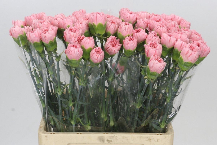 Dianthus St Cerisier