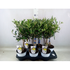 Olea europaea