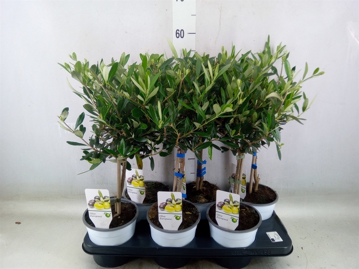 <h4>Olea europaea</h4>