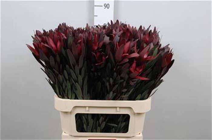 <h4>Leucadendron Saf Sunset Dark R. 070cm</h4>