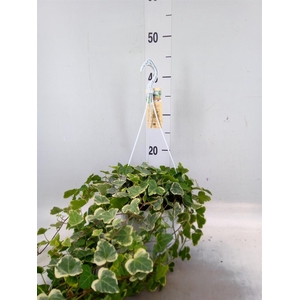 Hedera helix 'White Wonder'