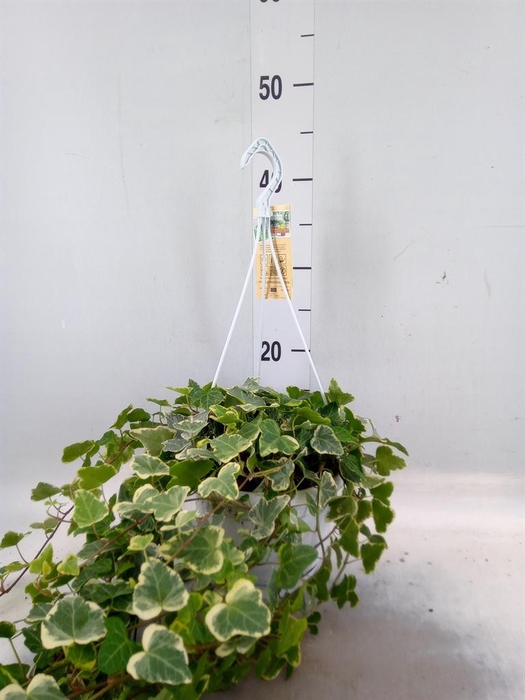 <h4>Hedera helix 'White Wonder'</h4>