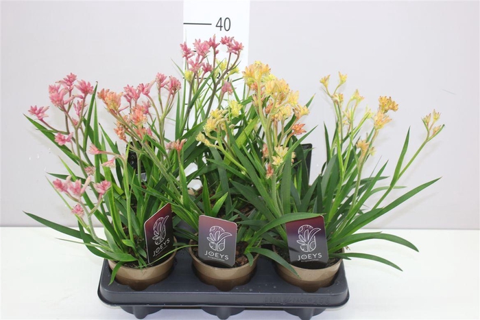 <h4>Anigozanthos Gemengd</h4>