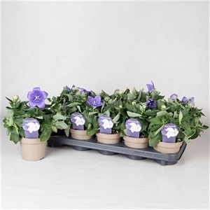 PLATYCO GR ASTRA BLU