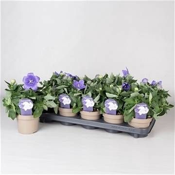 <h4>PLATYCO GR ASTRA BLU</h4>