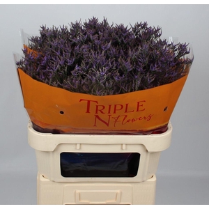 Limonium safora dark blue
