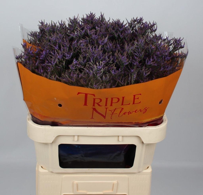 <h4>Limonium safora dark blue</h4>