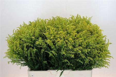 <h4>Soli Bareight</h4>