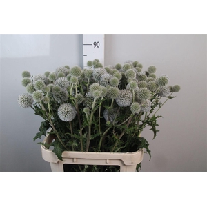 Echinops White Charles