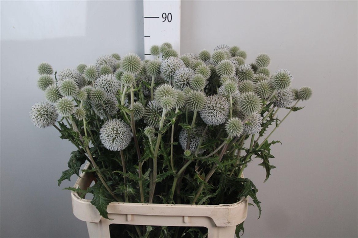 <h4>Echinops White Charles</h4>