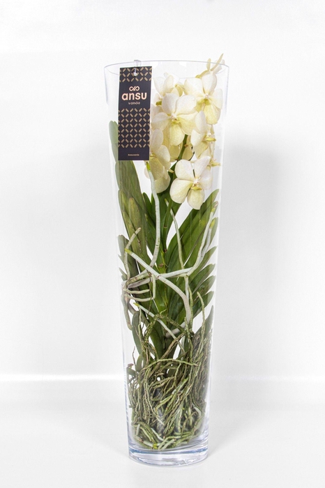 <h4>Vanda Lisanne 70 White</h4>