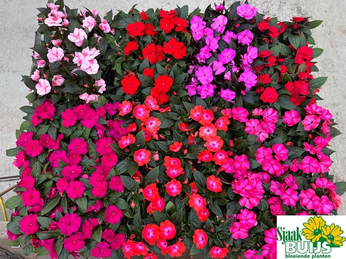 <h4>IMPAT NG GEM 6 KL</h4>