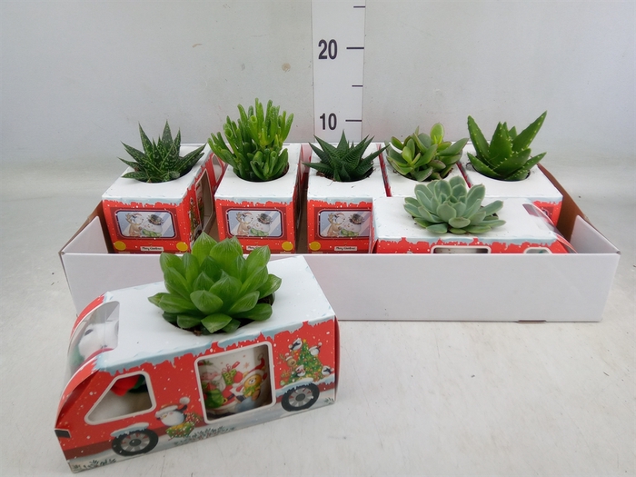 <h4>Arr.  Succulents H%</h4>