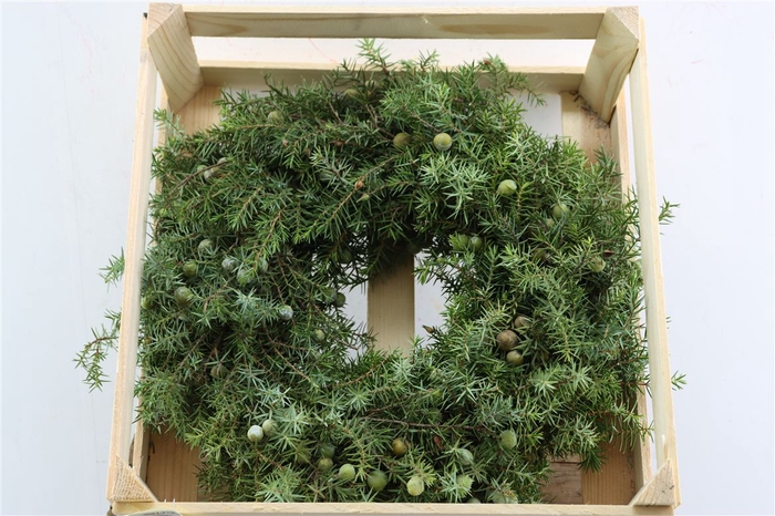 <h4>Wr Jeneverbes 40cm</h4>