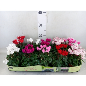 Cyclamen KL   ...patio