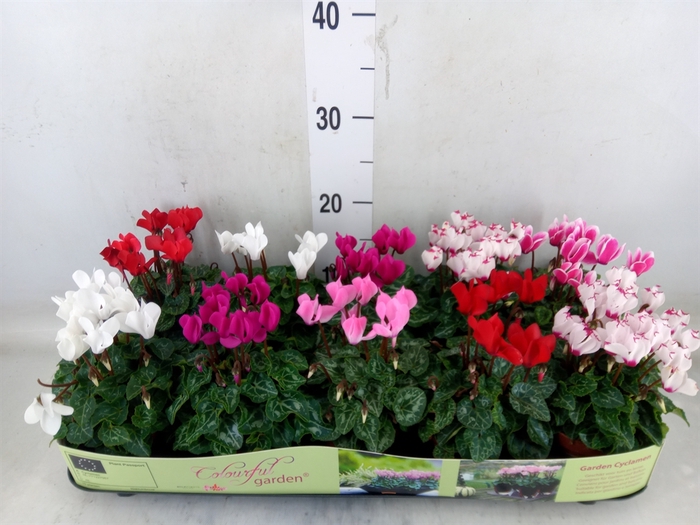 <h4>Cyclamen KL   ...patio</h4>