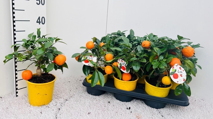 <h4>Citrus limetta Rossa-Lime medi-stem (s2)</h4>