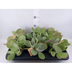 Kalanchoe NF thyrsiflora