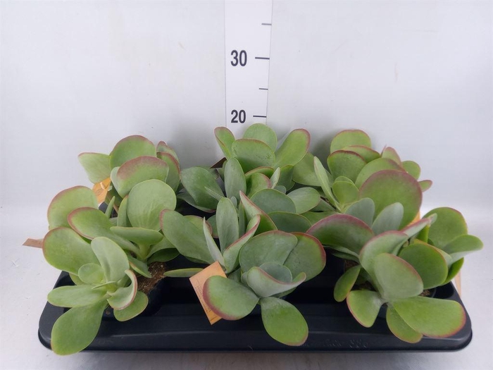<h4>Kalanchoe NF thyrsiflora</h4>