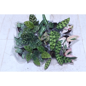 MARANTA VARIADO P06