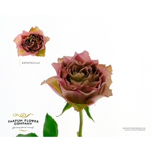 Rosa Garden Ratatouille
