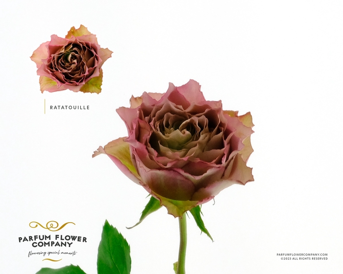 <h4>Rosa Garden Ratatouille</h4>