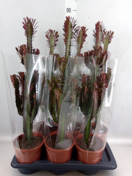 <h4>Euphorbia trigona 'Rubra'</h4>