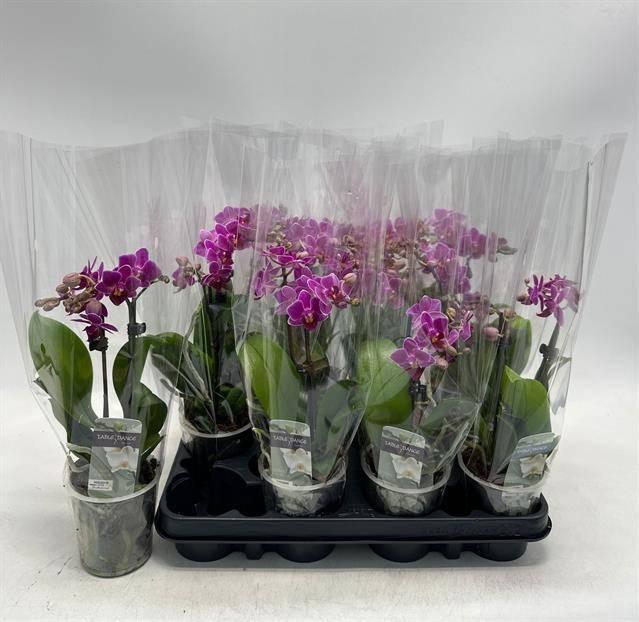 <h4>PHAL OV PAARS</h4>