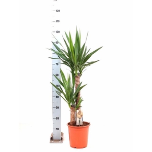 YUCCA