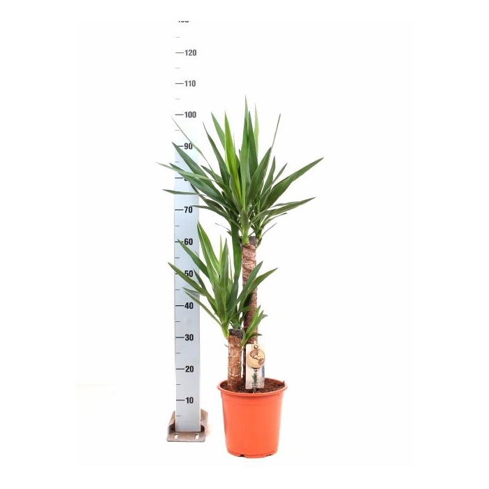 <h4>YUCCA</h4>