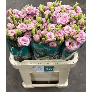 EUS G LISANNE L PINK