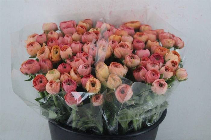 <h4>Ran Elegance Salmon</h4>