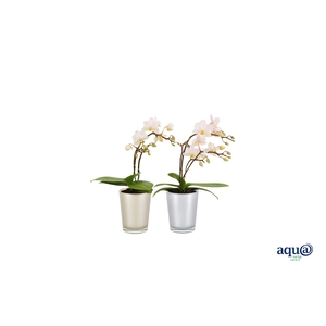 Glaspot Christmas Tiny Dolls Wild 3/4T18+ Aqu@