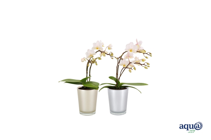 <h4>Glaspot Christmas Tiny Dolls Wild 3/4T18+ Aqu@</h4>