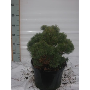 Pinus mugo Mops