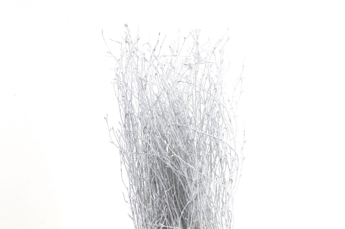 <h4>Berk Klb White</h4>