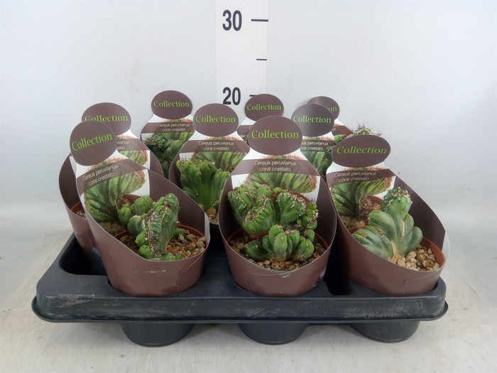 Cereus   ...