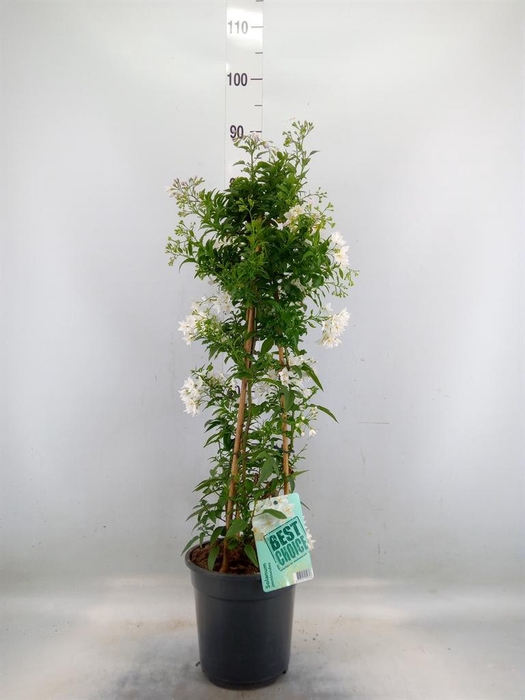 <h4>Solanum jasminoides</h4>