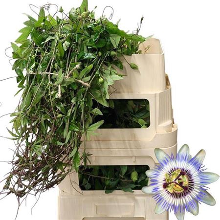 <h4>Passiflora Ranken</h4>