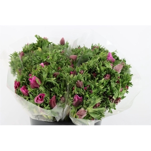 Anem Marianne Orchid