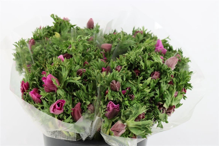 <h4>Anem Marianne Orchid</h4>