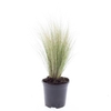 Stipa tenacissima