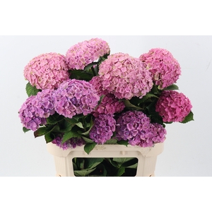 Hydr M Mag Amethyst Spray