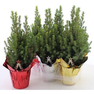 Picea Gl Perfecta